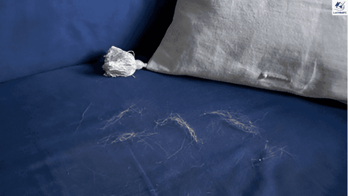 Pet hair lying on couch.